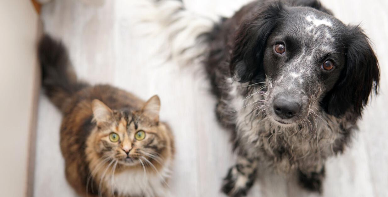 Dog and cat